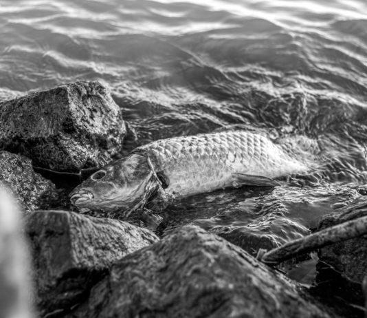 Hitzewelle: Auch in den Meeren und Ozeanen ersticken die Fische Toter_Fisch