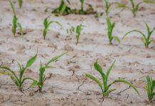 Rekorddürre in Europa: Der trockene Juli schreibt traurige Geschichte Trockenheit