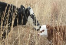 Dürre im Département Yonne: Wenn Wasser zum Luxusgut für die Landwirtschaft wird Kuh_mit_Kalb