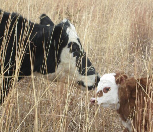 Trockenheit: Werden die Preise für Milch und Fleisch in den kommenden Monaten explodieren? Kuh_mit_Kalb