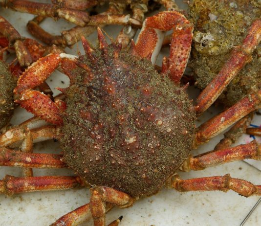 Normandie: Seespinnen zerstören Muschelparks Seespinnen