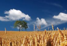 Hitze, Staub, Verzweiflung – und die Frage nach der Zukunft unserer Landwirtschaft Hitze