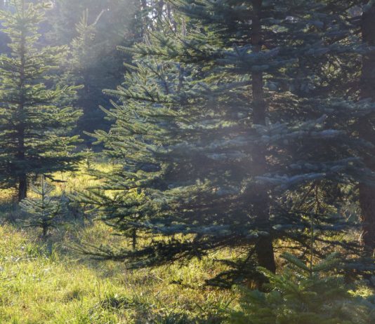 Dürre: Gibt es in den kommenden Jahren keine Weihnachtsbäume mehr? Junge_Tannen