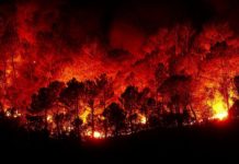 Verbrannte Erde, verletzte Retter – Griechenland kämpft gegen Flammenhölle und Hitze Waldbrand