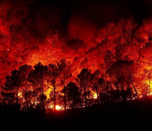 Portugal in Flammen: Die 2024er Waldbrände und der Klimawandel Waldbrand