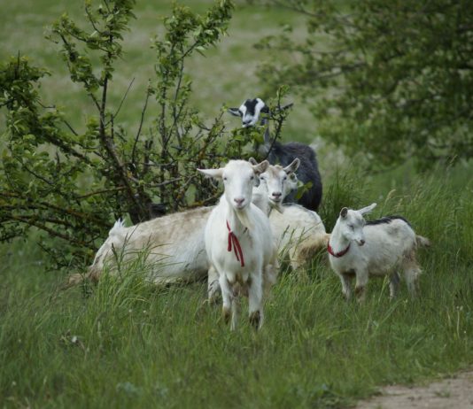 Brandvorsorge: Ziegen können die Auswirkungen von Waldbränden begrenzen Ziegen