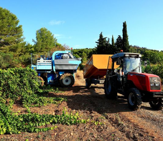 Hitzewelle führt zu frühzeitiger Weinlese Weinlese