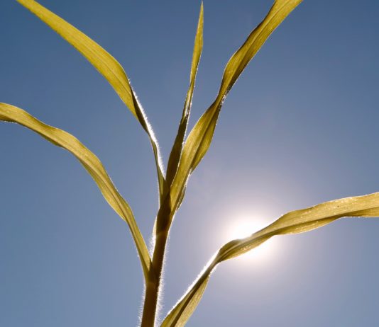 Hitzewelle in der kommenden Woche – was genau ist zu erwarten? Hitze