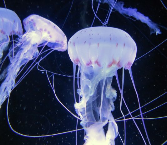 Pyrénées-Orientales: Riesenqualle in der Nähe von Perpignan aus dem Meer gefischt Quallen