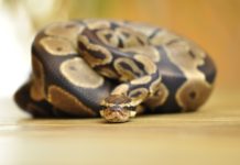 Touloulse: Mann trifft mitten in der Nacht auf eine 1.50 m lange Python in seiner Wohnung Königspython