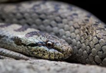 Nizza: In Wohnung im 10. Stock zwei Schlangen in drei Tagen entdeckt Schlange