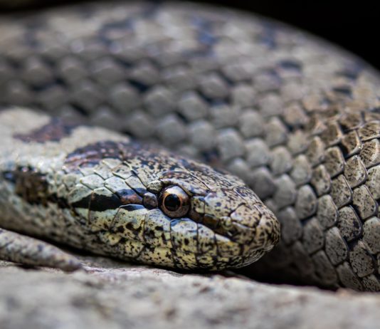 Nizza: In Wohnung im 10. Stock zwei Schlangen in drei Tagen entdeckt Schlange