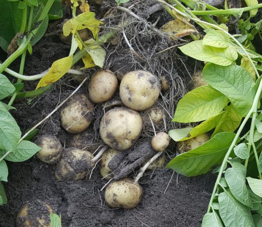 Katastrophale Ernte 2022: Droht uns eine Kartoffelknappheit? Kartoffelernte