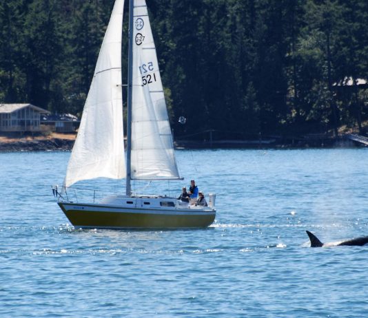 Orca-Angriffe: Boote vor der Bretagne werden von Orca-Walen angegriffen Orca_Segelboot