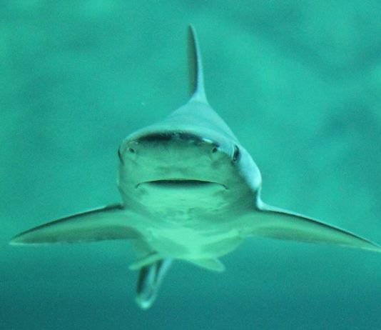 Seit einigen Tagen gibt es Haie in der Nähe der Strände des Departements Var an der Côte d’Azur Hai_Mittelmeer