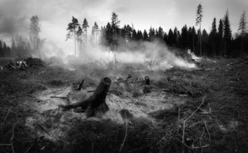Erster großer Waldbrand des Jahres erschüttert die Pyrénées-Orientales Waldbrand