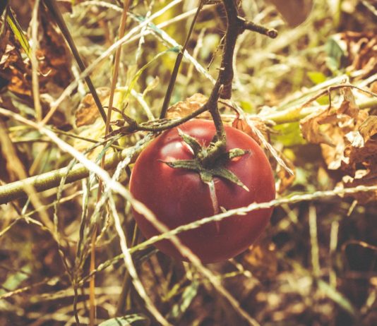 Französische Gastwirte müssen wegen der Dürre ihre Speisekarte ändern Tomaten_vertrocknen