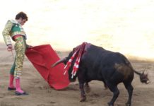 „Ein unmoralisches Spektakel“: Gesetzesentwurf gegen den Stierkampf kommt ins Parlament Stierkampf
