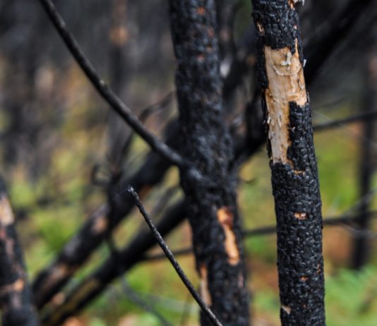 Brände: Feuer in der Lozère und im Aveyron unter Kontrolle – Evakuierte kehren ihre Häuser zurück verbrannter_Wald