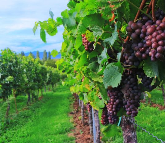Weinlese beginnt frühzeitig im Beaujolais Weinernte