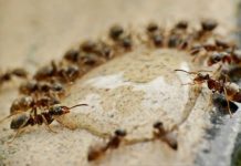 Auf unserer Welt leben mindestens 20 Millionen Milliarden Ameisen Ameisen