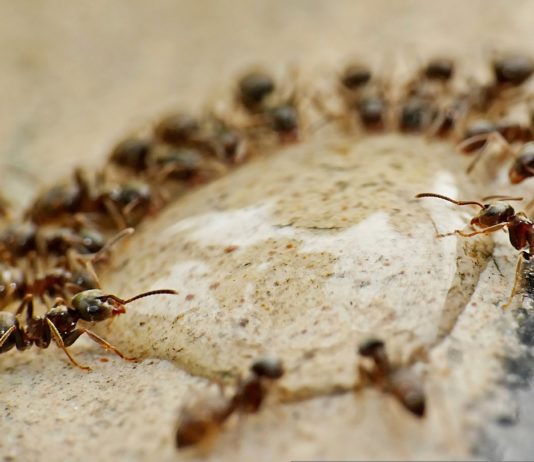 Auf unserer Welt leben mindestens 20 Millionen Milliarden Ameisen Ameisen