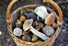 Das Pilzesammeln hat begonnen … Pilze_ernten