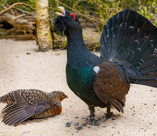 Die Jagd auf Auerhühner wird in Frankreich für fünf Jahre verboten Auerhahn