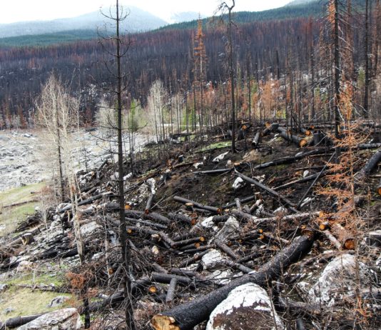 Die verheerenden ökologischen Folgen der Waldbrände verbrannter_Wald