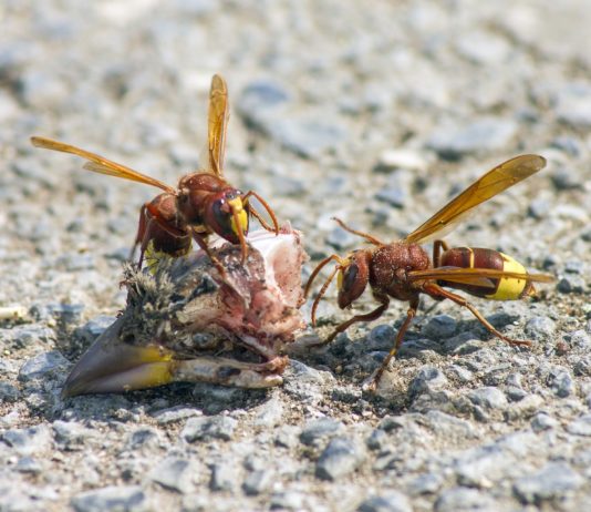 Eine Hornisse, die sehr schmerzhaft stechen kann, ist in Frankreich eingewandert Vespa_orientalis