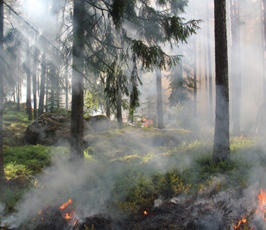 Bei Waldbränden zerstörte Wälder werden zur Herstellung von Parkett recycelt angebrannte_Bäume