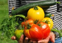 Franzosen entdecken den Gemüsegarten als Mittel gegen die Inflation Gemüsegarten