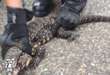 80 cm langes Reptil auf Parkplatz eines Einkaufszentrums in Agen gefangen Echse