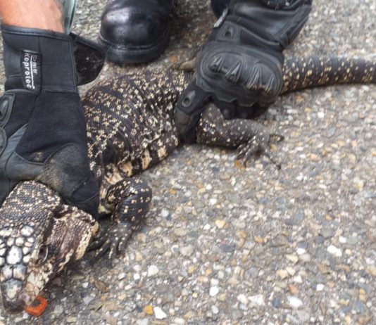 80 cm langes Reptil auf Parkplatz eines Einkaufszentrums in Agen gefangen Echse