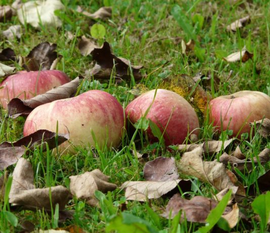 Darf man nach der Ernte die übrig gebliebenen Reste auf den Feldern einfach einsammeln? Streuobst