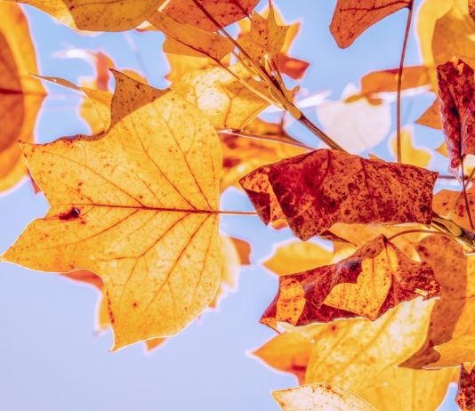 Wetter: Bis zu 30 °C im Südwesten und sommerliche Vorhersagen für das Wochenende Herbst