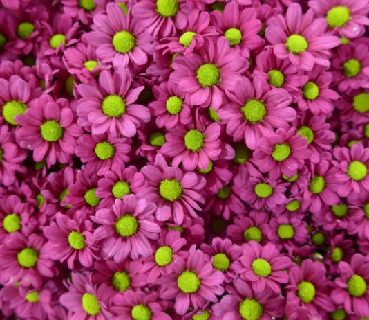 Globale Erwärmung: Zu Allerheiligen Juni-Temperaturen in Frankreich Chrysanthemen_Allerheiligen