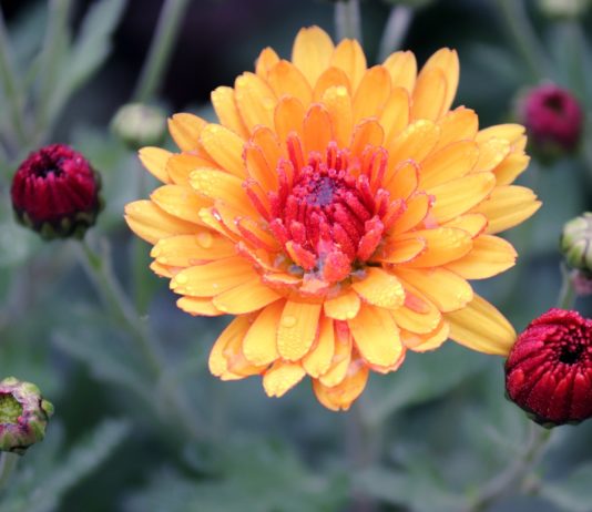 Allerheiligen: Chrysanthemen sind der Renner Chrysantheme