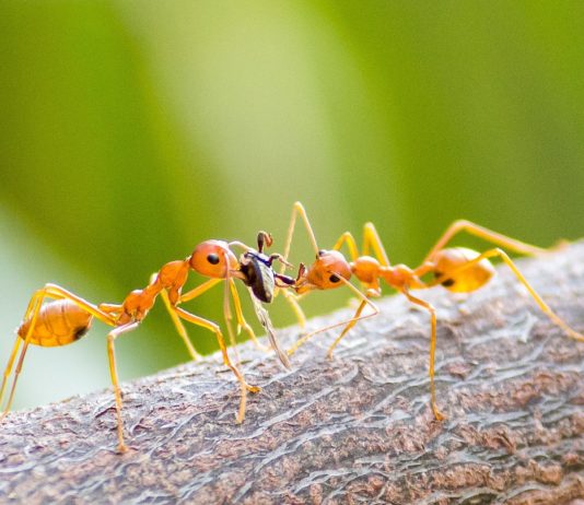 Feuerameisen: Zum ersten Mal wurden die gefährlichen Insekten auch in Frankreich entdeckt Feuerameisen