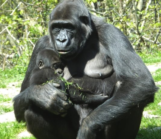 WWF-Bericht: Rückgang der Wildtierpopulationen und die Rolle der globalen Erwärmung Gorilla