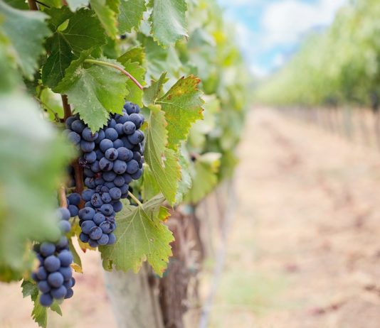Makaber: In den Weinbergen bei Cannet-des-Maures wurde ein Sarg gefunden Weinberg