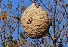 Tödliche Begegnung im Garten: Wie ein ruhiger Nachmittag in einer Katastrophe endete Asiatische_Hornisse_Nest