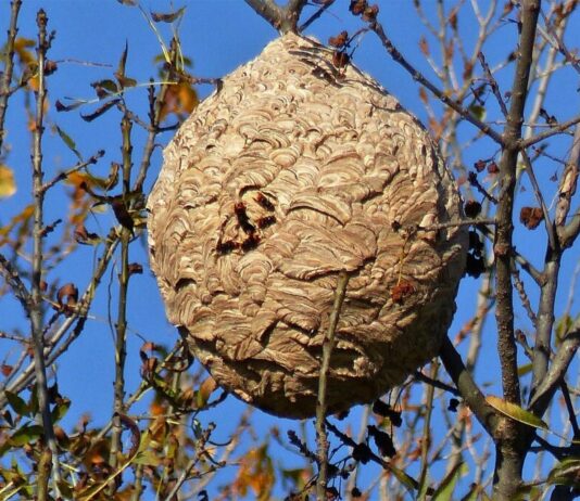 Tödliche Begegnung im Garten: Wie ein ruhiger Nachmittag in einer Katastrophe endete Asiatische_Hornisse_Nest