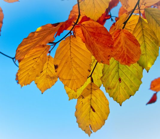 Wetter: Milde und fast sommerliche Temperaturen Anfang Oktober Goldener_Oktober