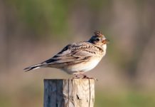 Traditionelle Lerchenjagd: Gericht setzt Genehmigung der Regierung erneut aus Lerche