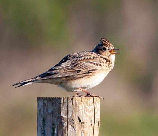 Französische Regierung erlaubt traditionelle Jagd auf Lerchen trotz EU-Richtlinien Lerche