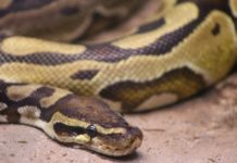 Indonesien: Frau tot im Magen einer sieben Meter langen Python gefunden Python