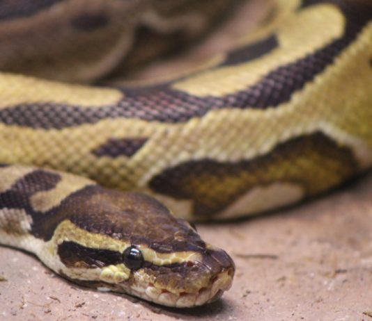 Indonesien: Frau tot im Magen einer sieben Meter langen Python gefunden Python