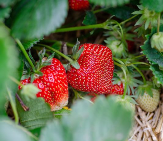 Landwirtschaft: Ungewöhnlich milder Oktober bringt die Natur durcheinander Erdbeeren_im_Oktober