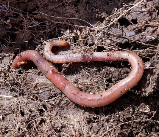 „Wir müssen die Regenwürmer retten“: Warum wir uns über ihr Verschwinden Sorgen machen müssten Regenwurm